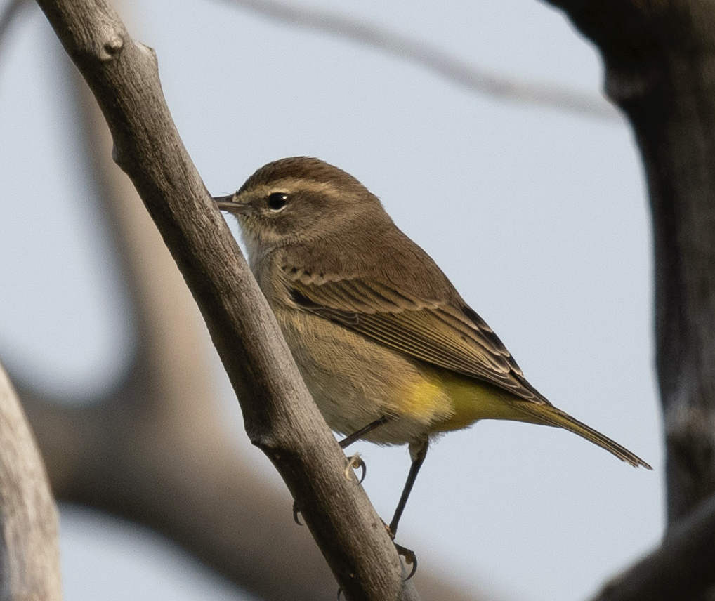 Palm Warbler - ML624582079