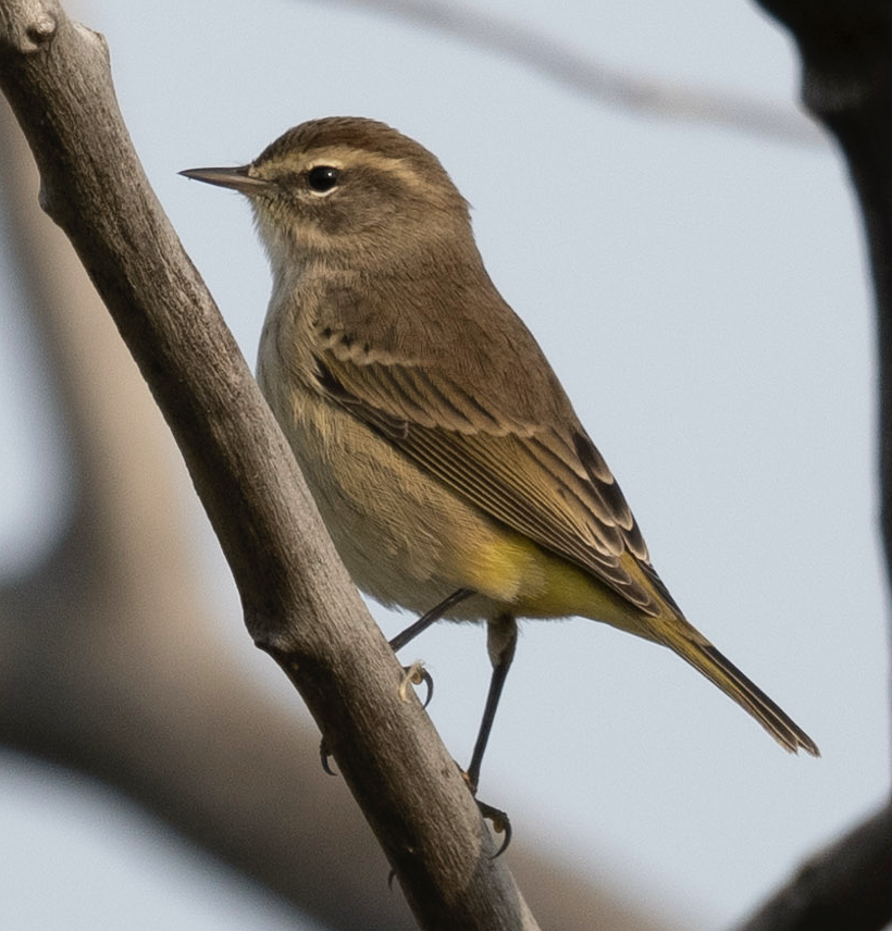 Palm Warbler - ML624582084