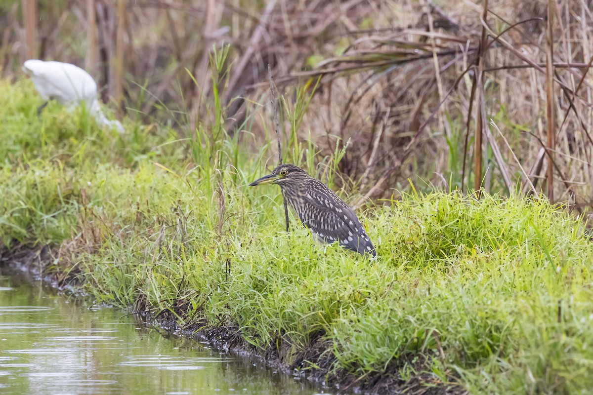 Amiltxori arrunta (eurasiarra) - ML624582088