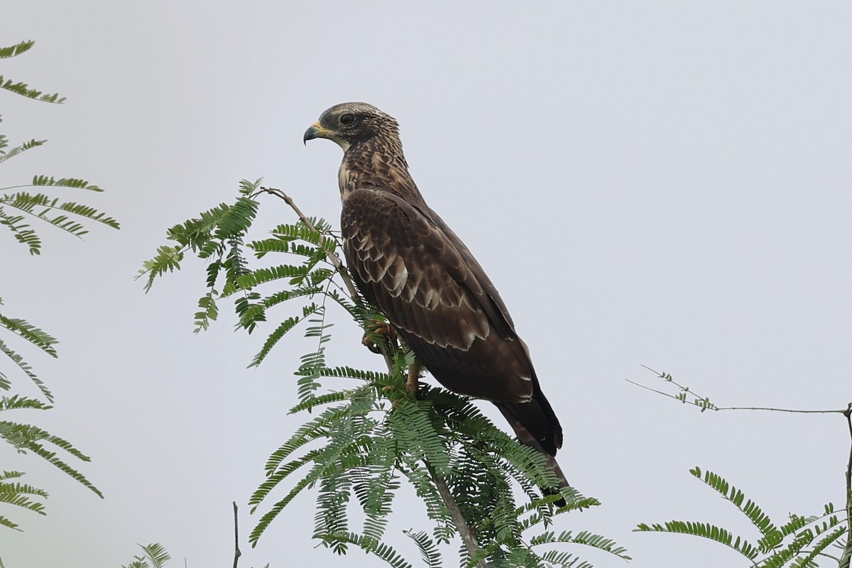 Oriental Honey-buzzard - ML624582089