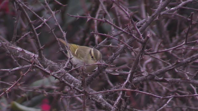 Blyth's Leaf Warbler - ML624582104