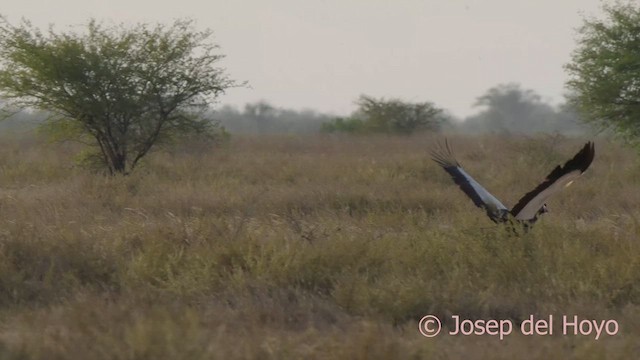 Black Crowned-Crane - ML624582112