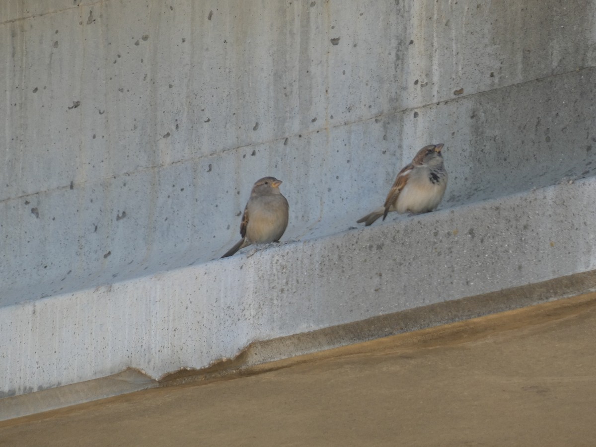 House Sparrow - ML624582113