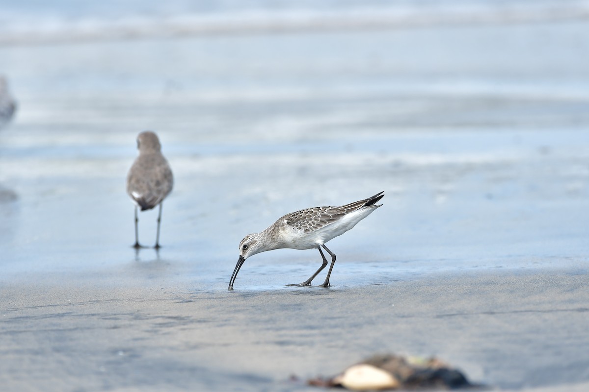 Curlew Sandpiper - ML624582133