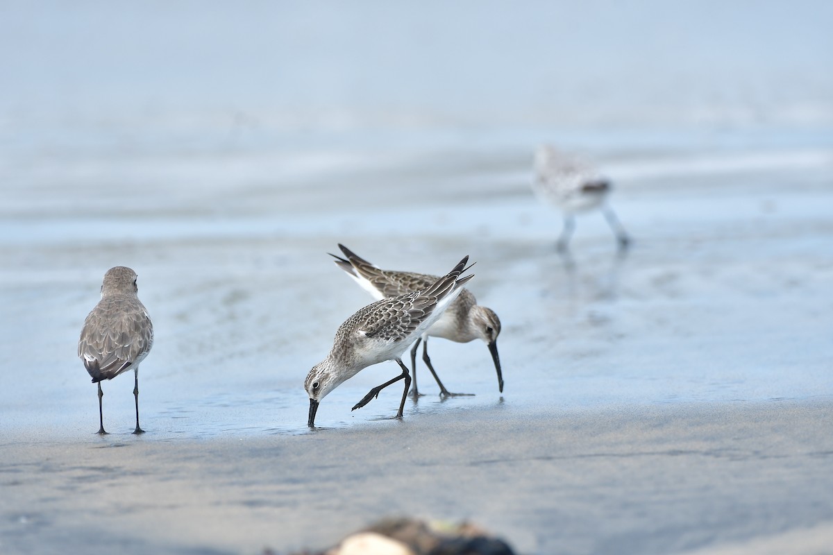 Curlew Sandpiper - ML624582134