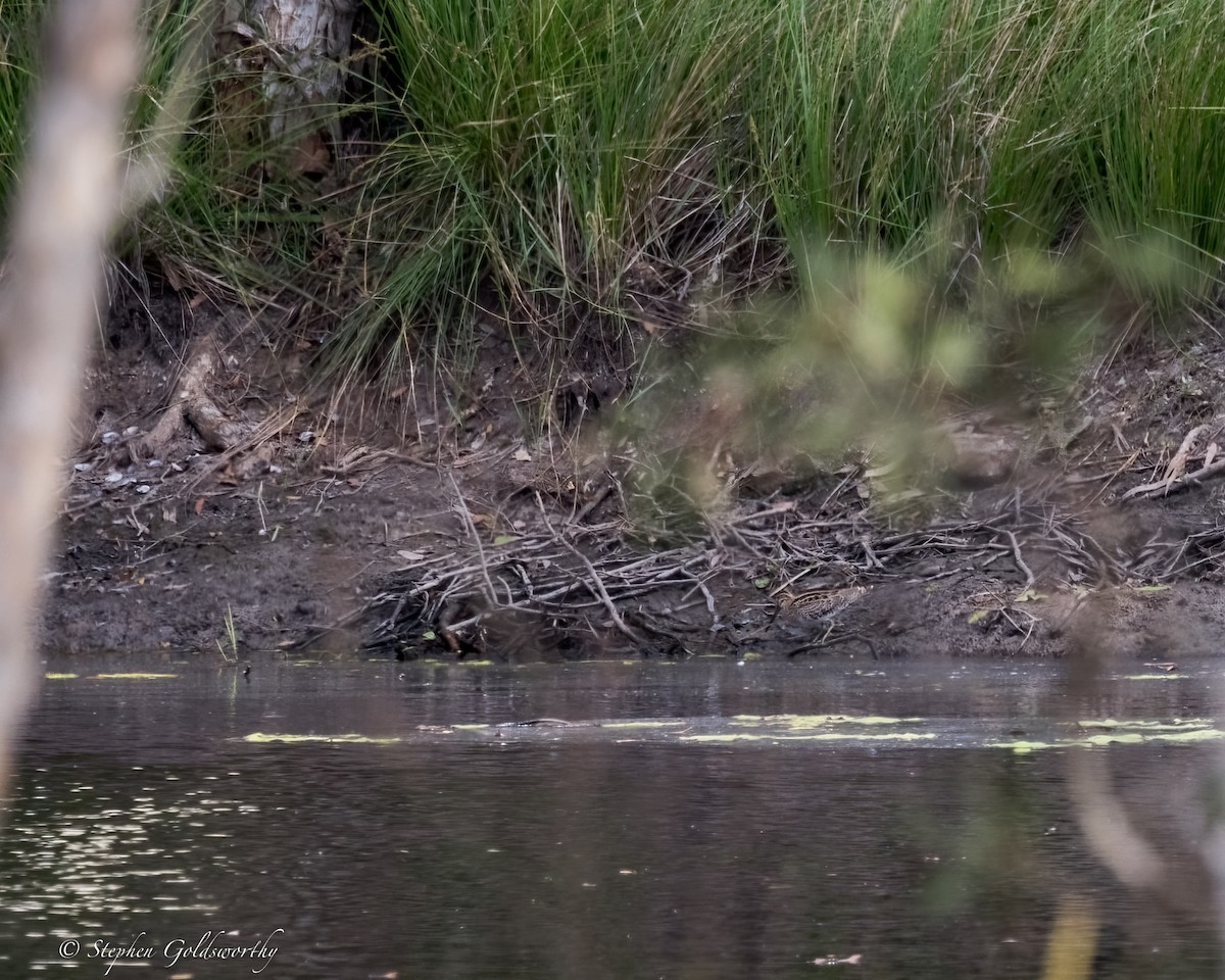 Latham's Snipe - ML624582144