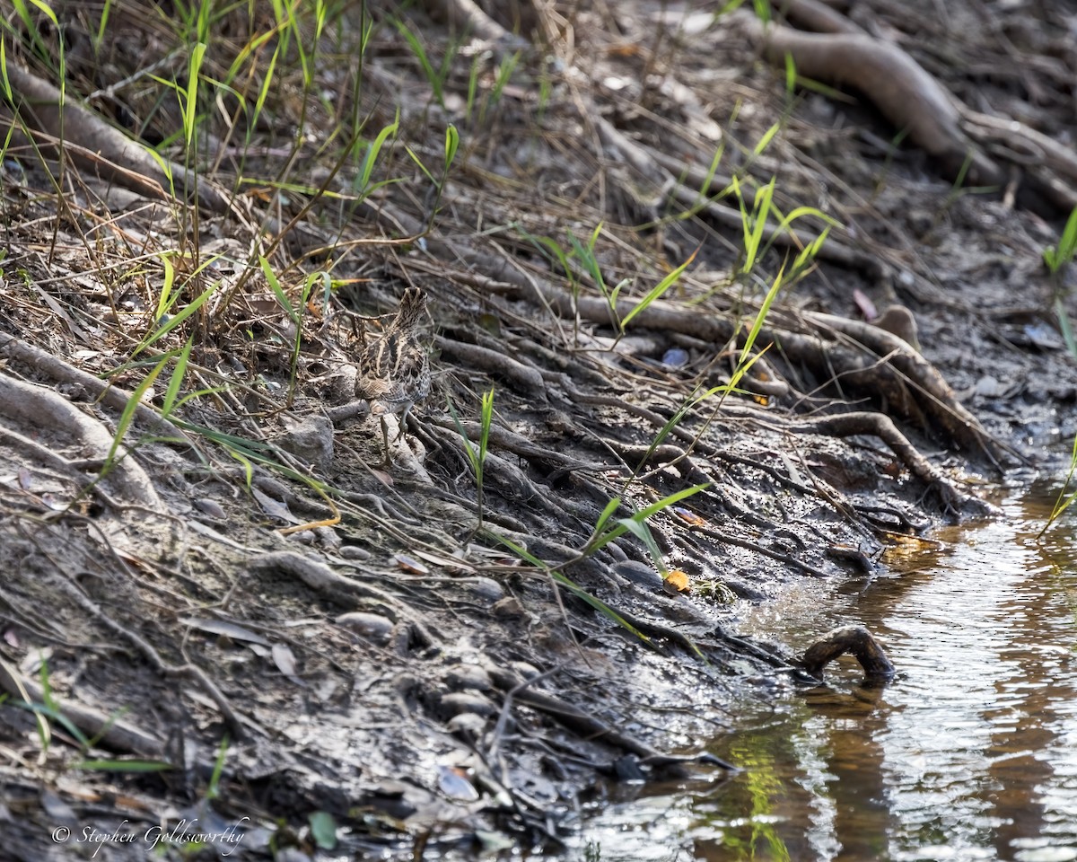 Latham's Snipe - ML624582151