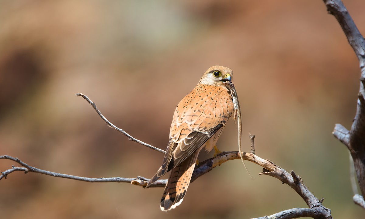 Nankeen Kestrel - ML624582152