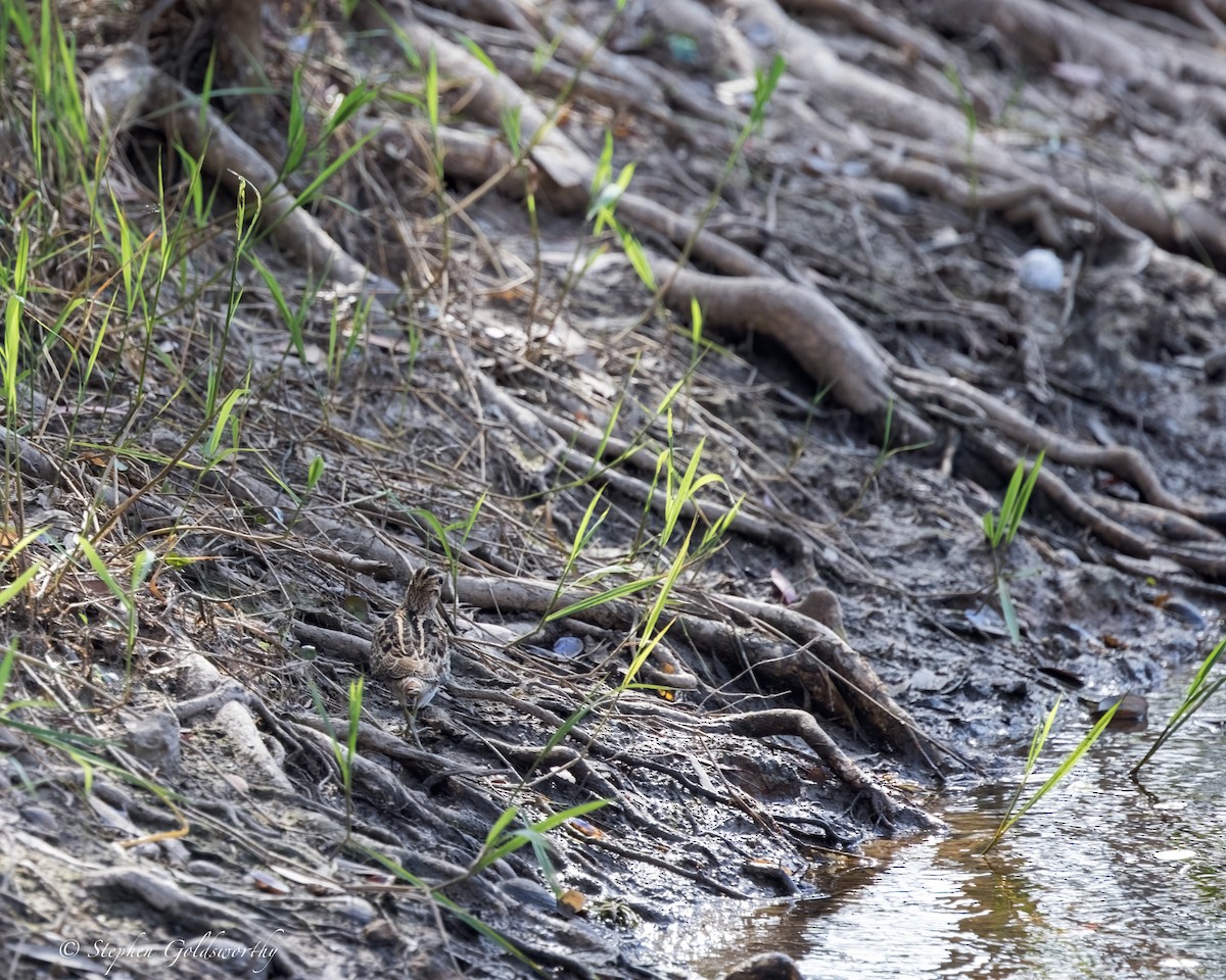 Latham's Snipe - ML624582153