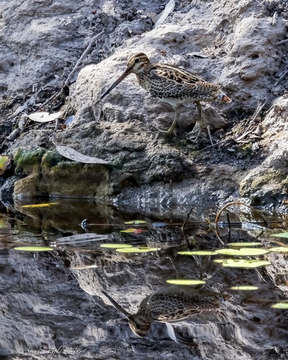 Latham's Snipe - ML624582157