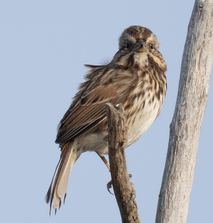 Song Sparrow - ML624582162