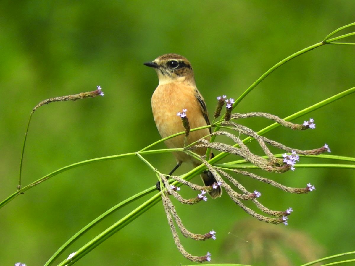 Amur Stonechat - ML624582164