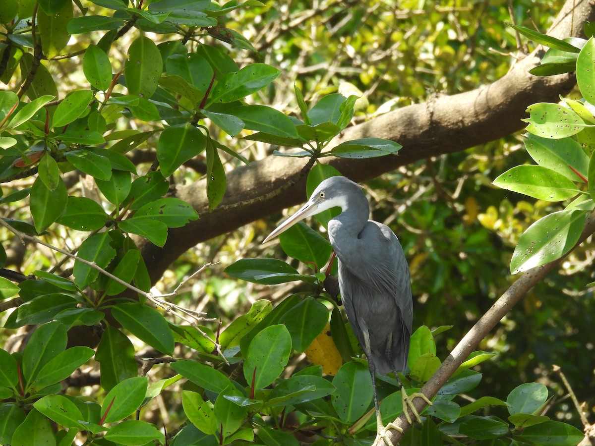 Western Reef-Heron - ML624582165