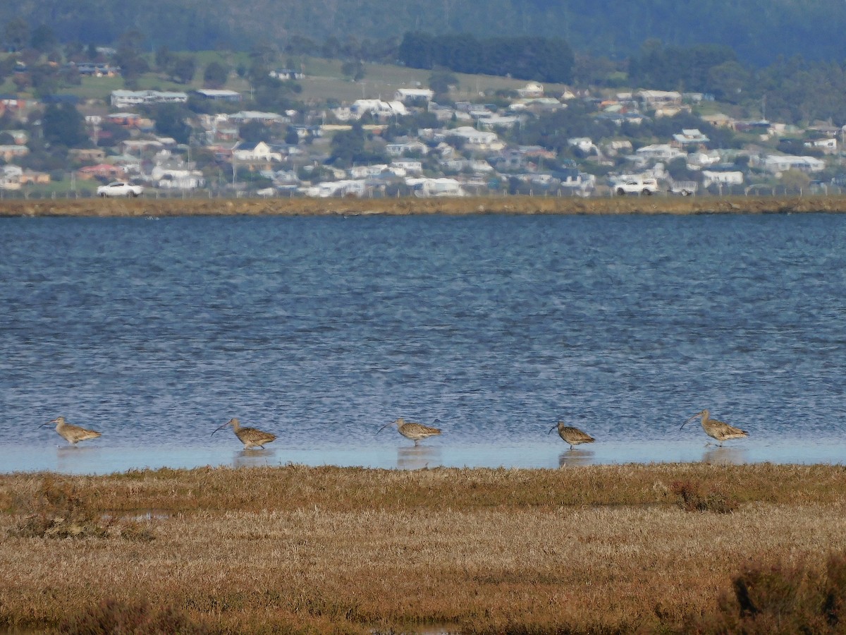 Far Eastern Curlew - ML624582166