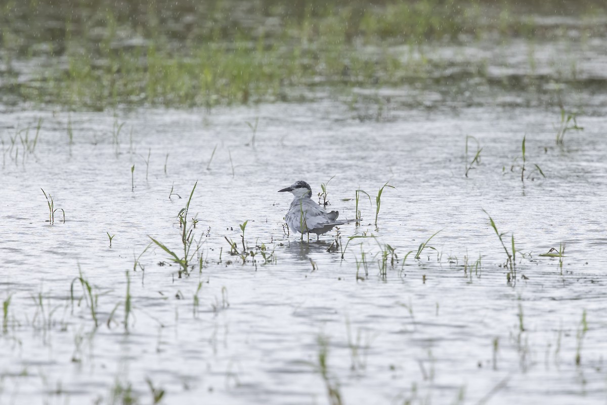 Whiskered Tern - ML624582167