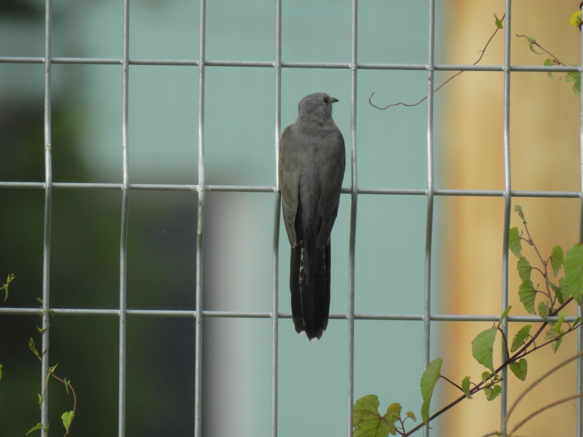 Plaintive Cuckoo - ML624582168