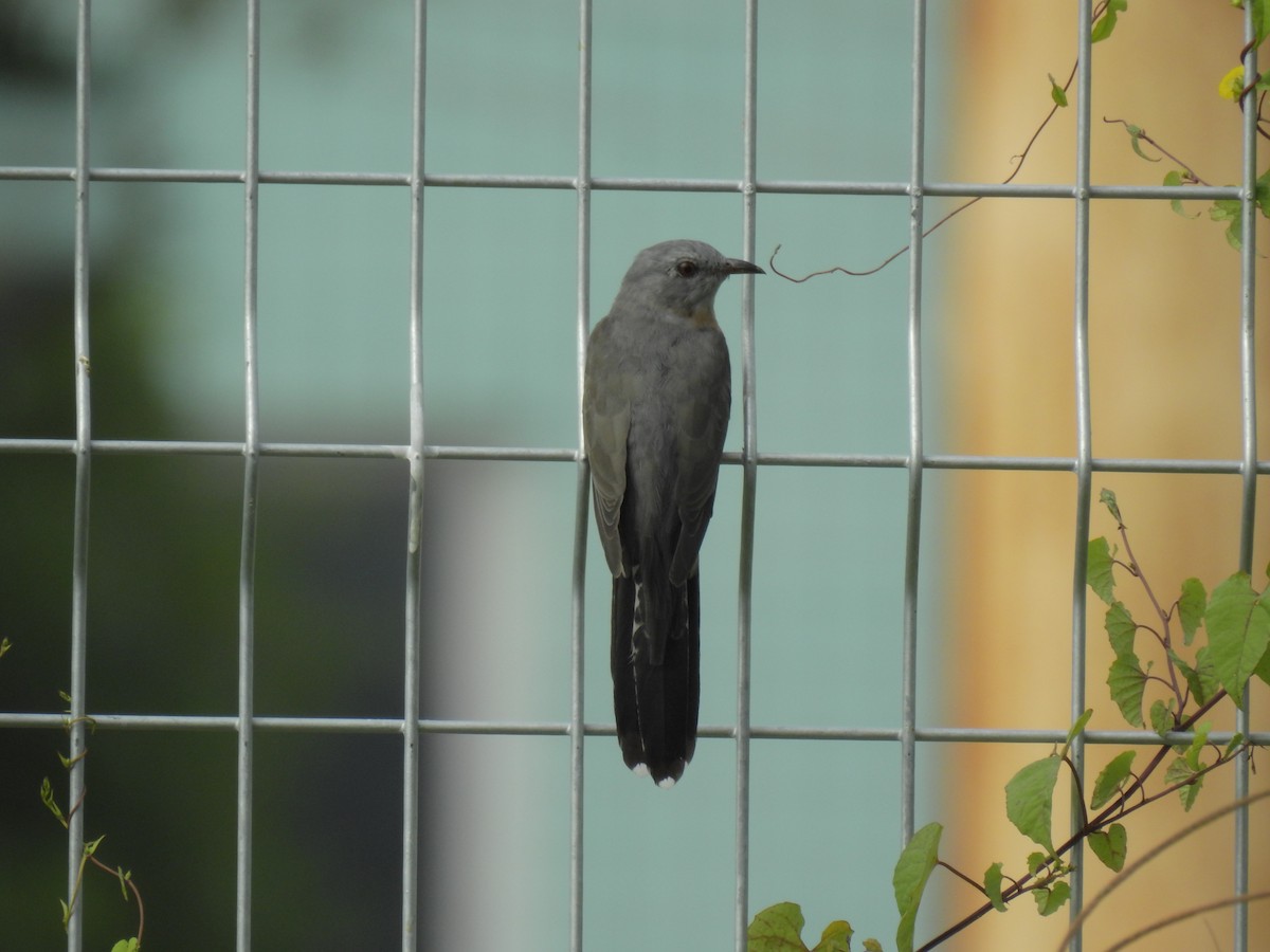 Plaintive Cuckoo - ML624582169