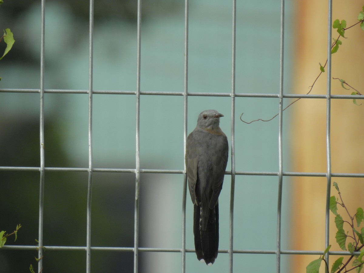 Plaintive Cuckoo - ML624582170