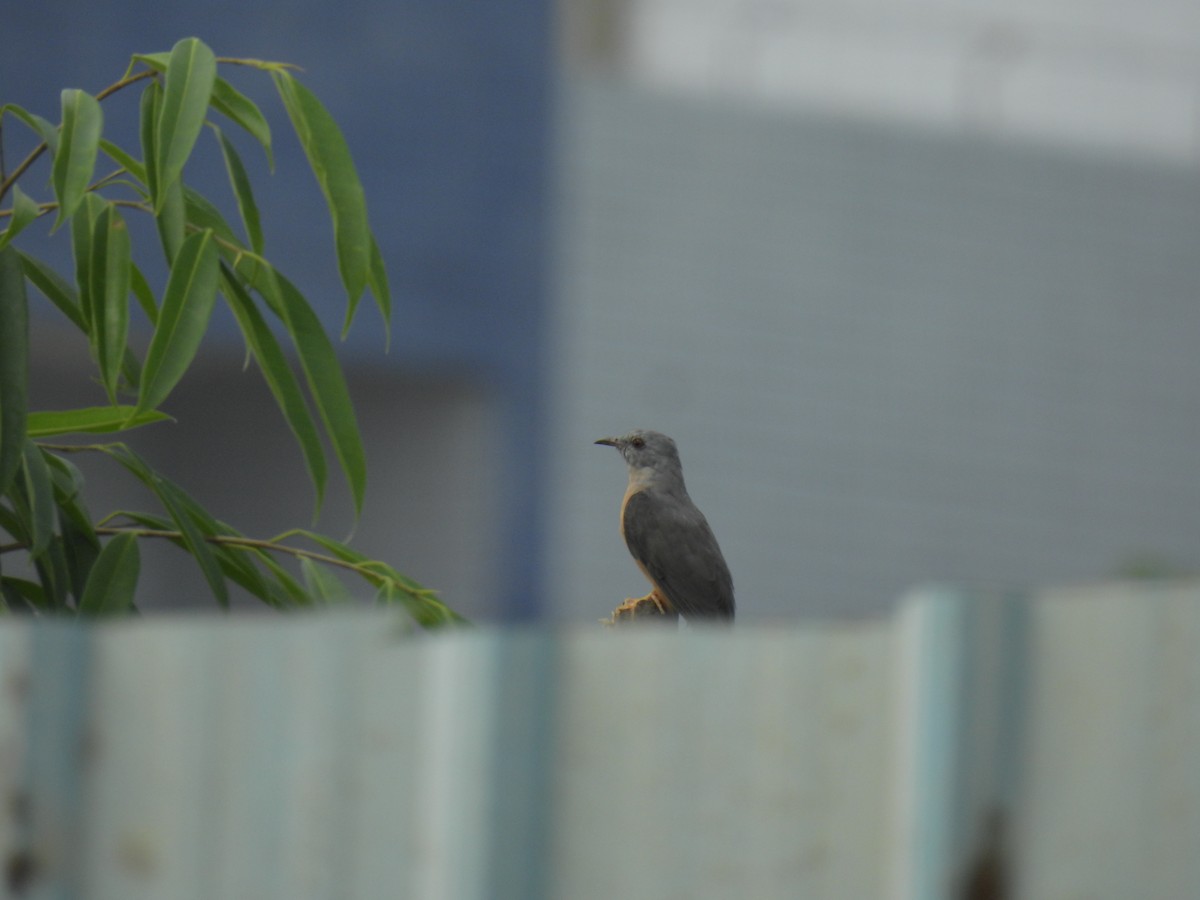 Plaintive Cuckoo - ML624582171