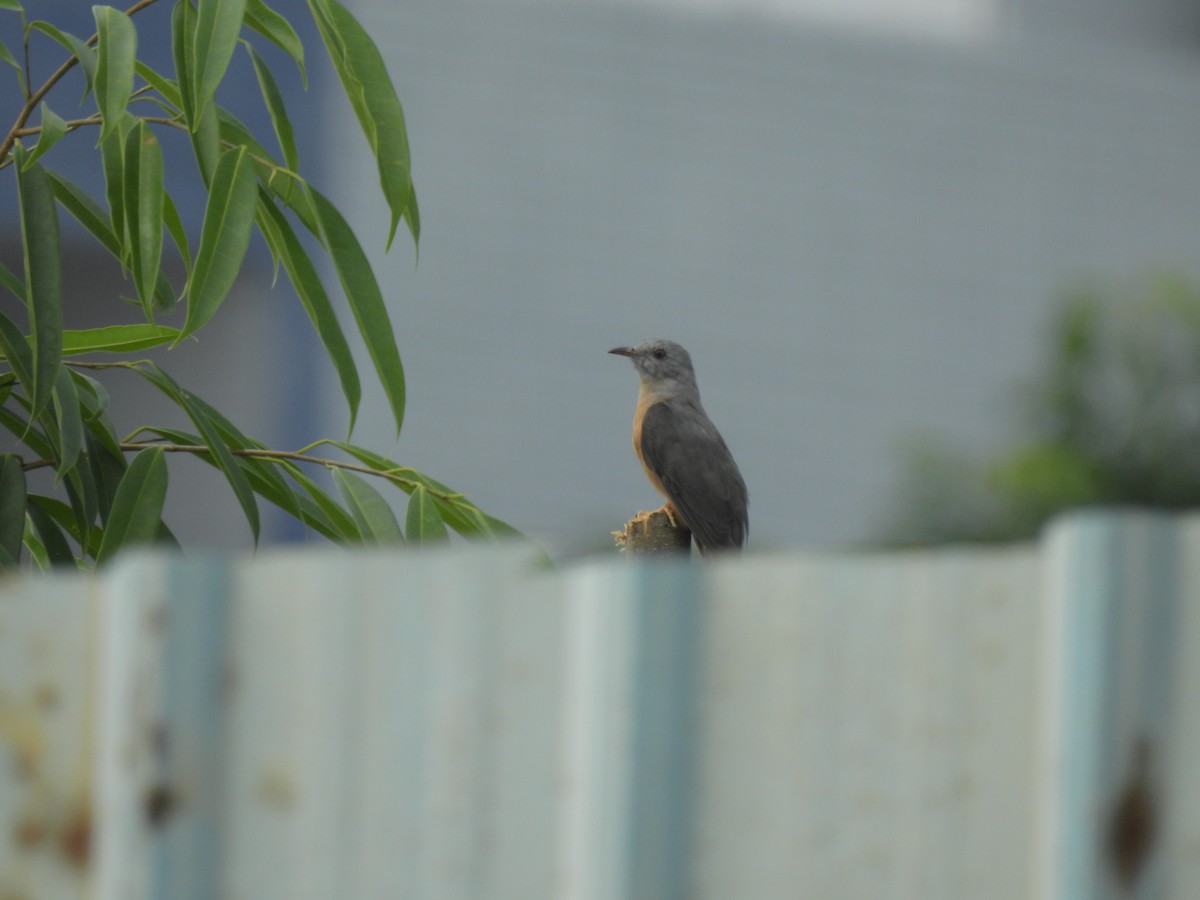 Plaintive Cuckoo - ML624582172