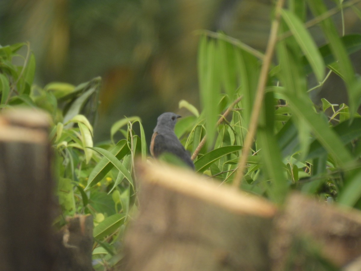 Plaintive Cuckoo - Steve Lei