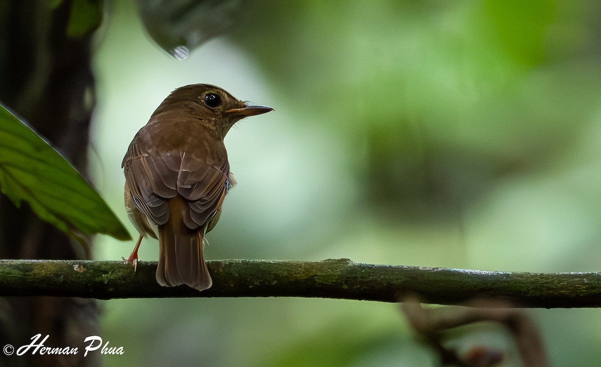 Brown-chested Jungle Flycatcher - ML624582175