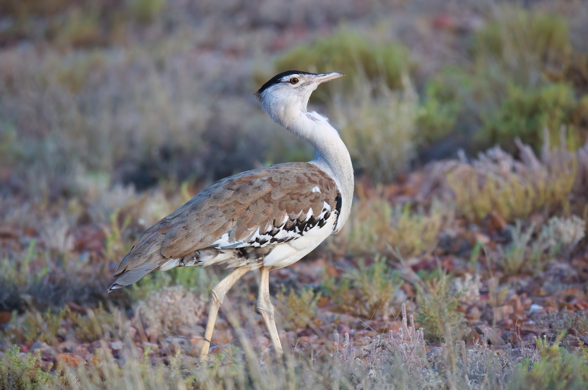 Australian Bustard - ML624582176