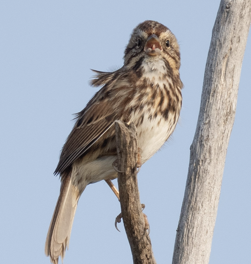 Song Sparrow - ML624582177