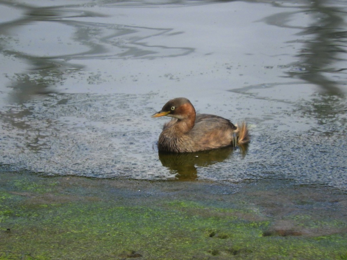 Little Grebe - ML624582178