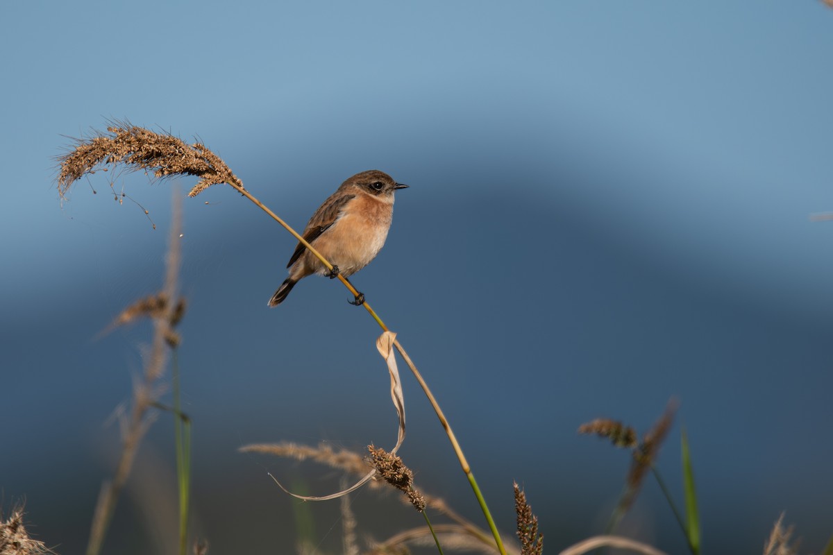 Amur Stonechat - ML624582179