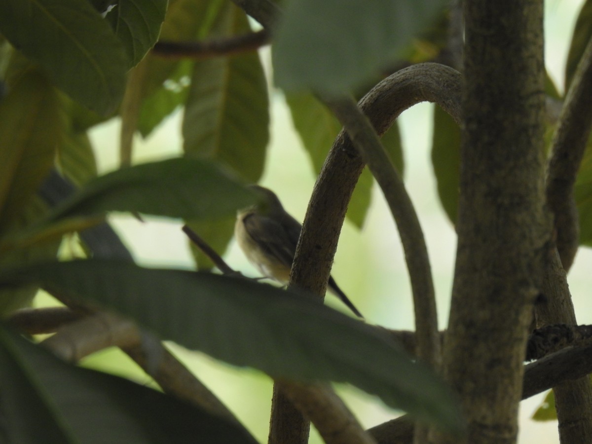 Taiga Flycatcher - ML624582180