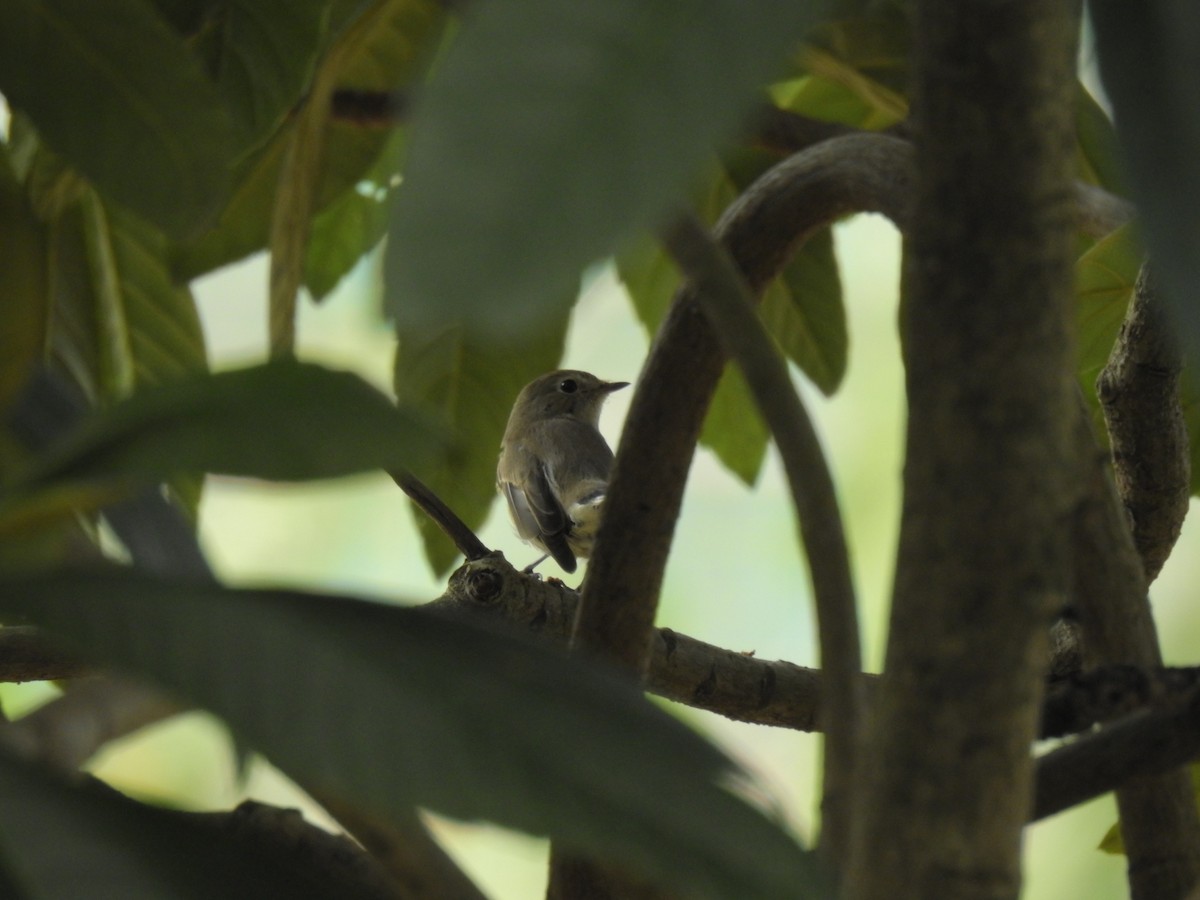 Taiga Flycatcher - ML624582181