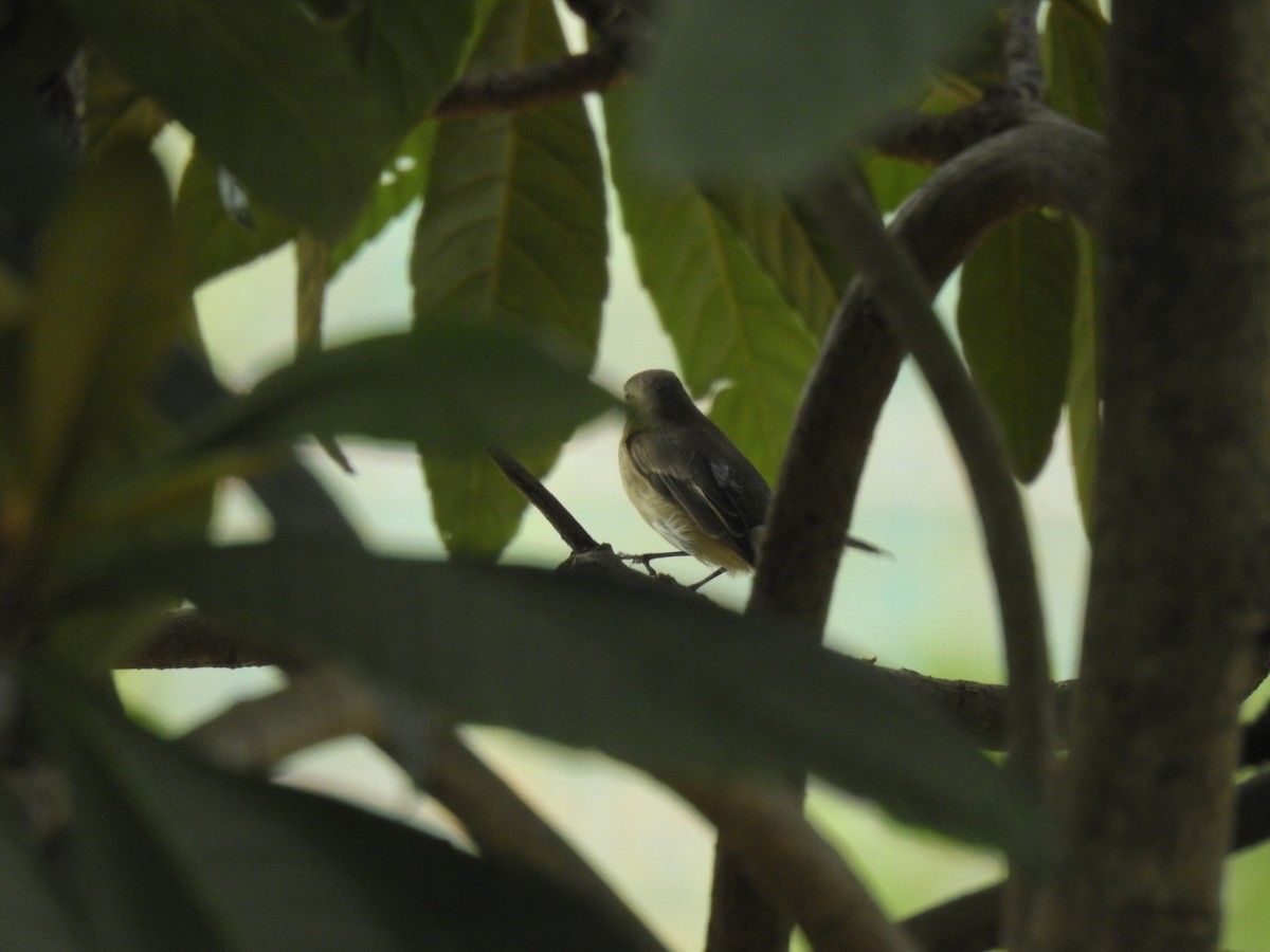 Taiga Flycatcher - ML624582182