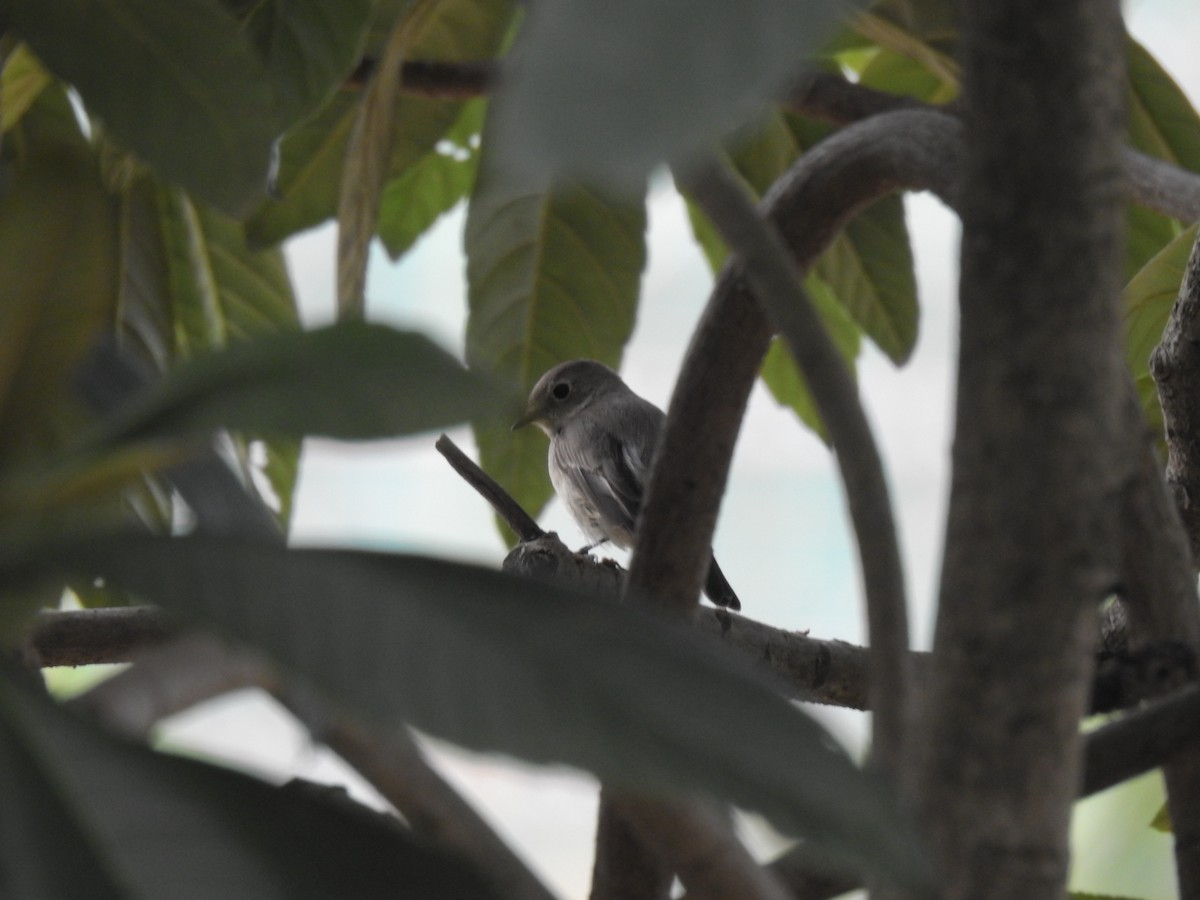 Taiga Flycatcher - ML624582183