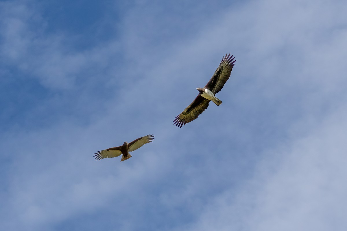 Martial Eagle - ML624582206