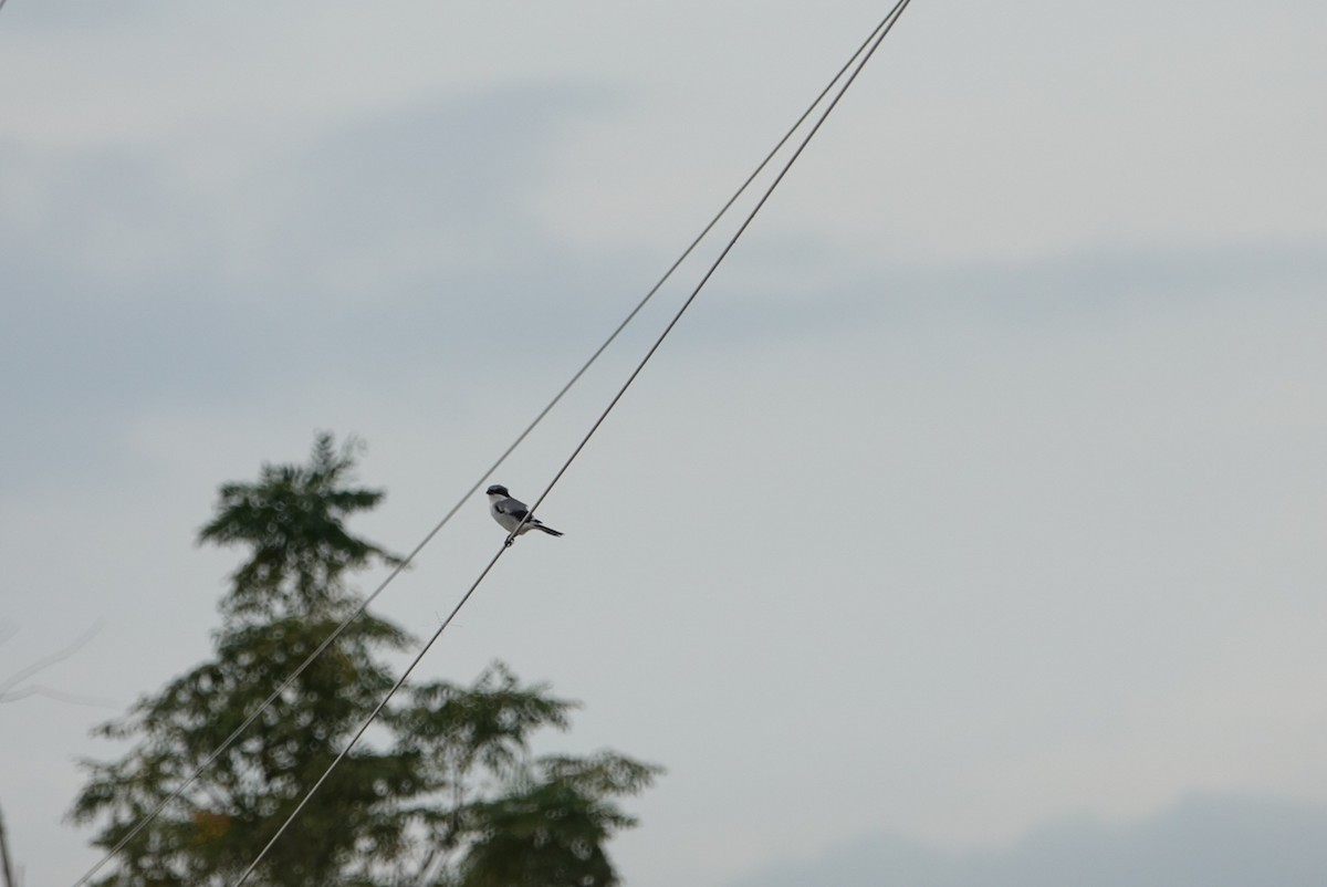 Loggerhead Shrike - ML624582363