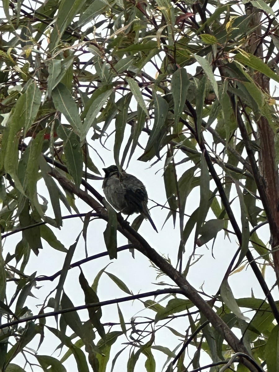 House Sparrow - ML624582389