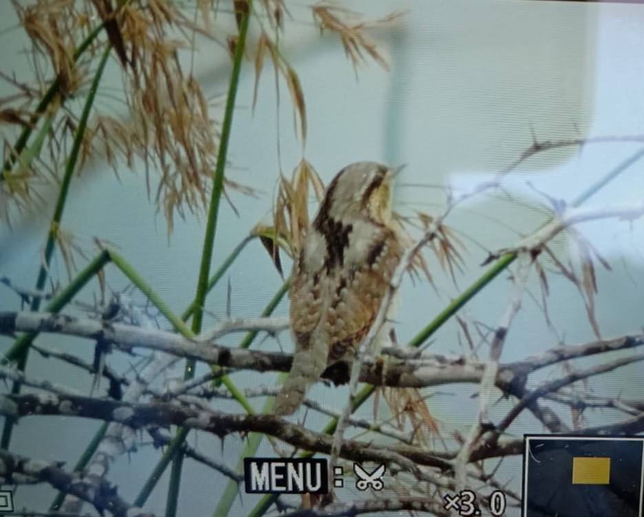 Eurasian Wryneck - ML624582406