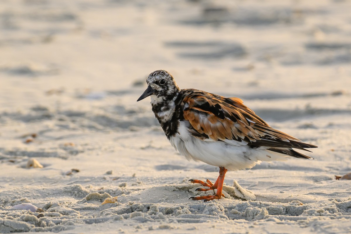 Ruddy Turnstone - ML624582482