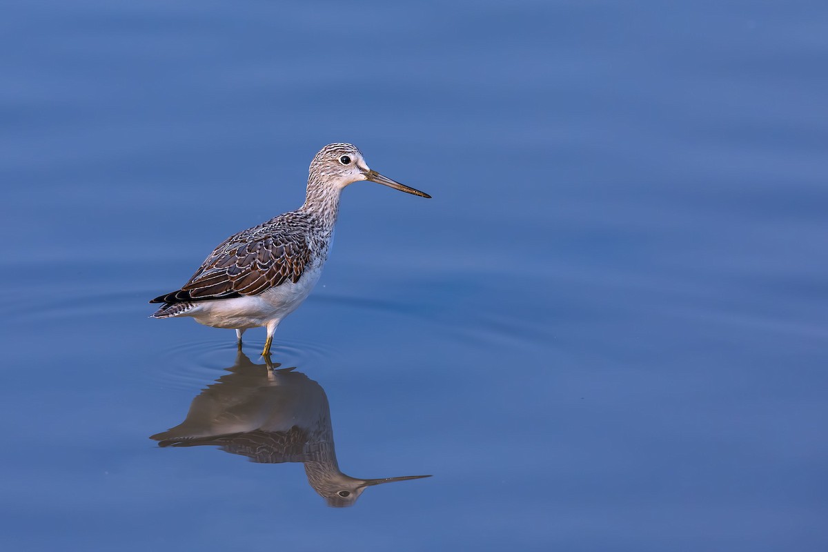 Common Greenshank - ML624582495