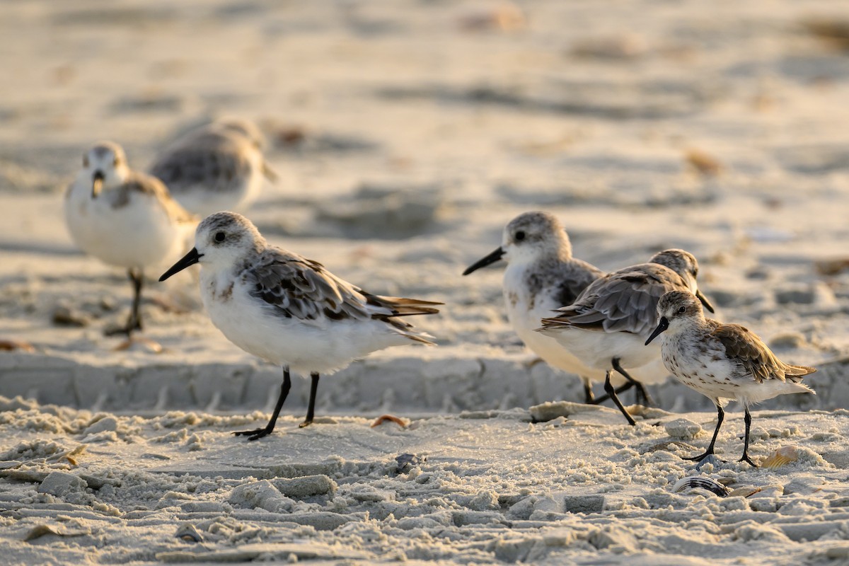 Sanderling - Christine Kozlosky