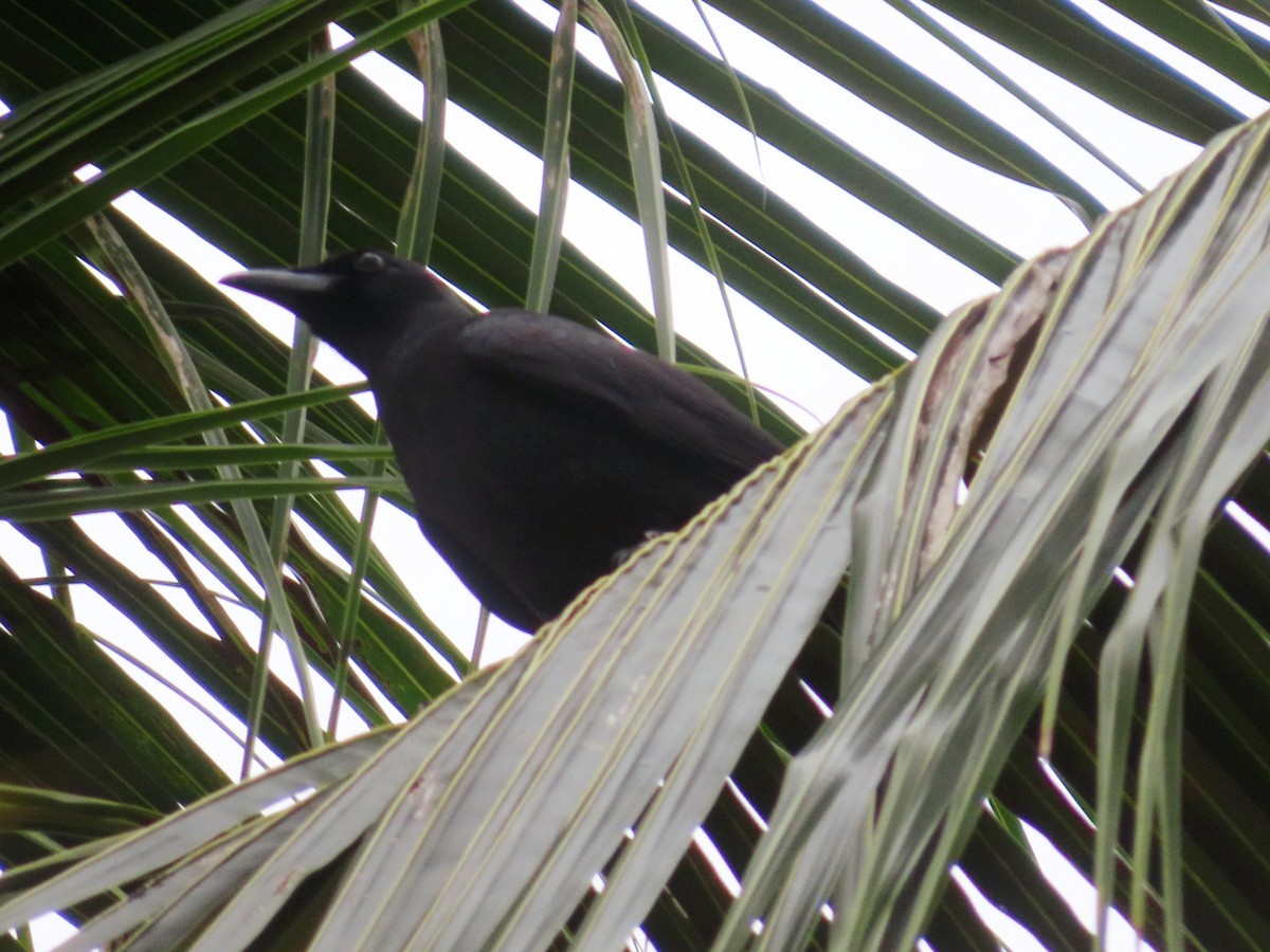 Palawan Crow - ML624582503