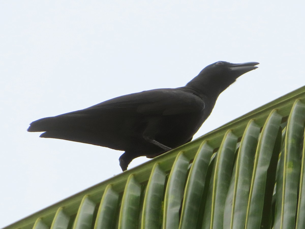 Palawan Crow - ML624582504