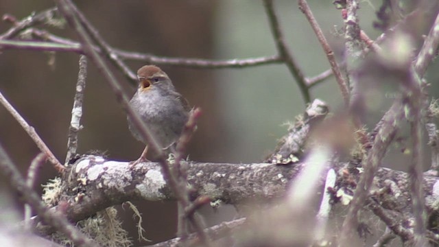 Gray-sided Bush Warbler - ML624582566