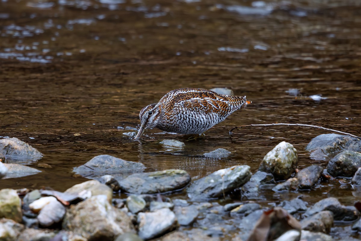 Solitary Snipe - Woochan Kwon