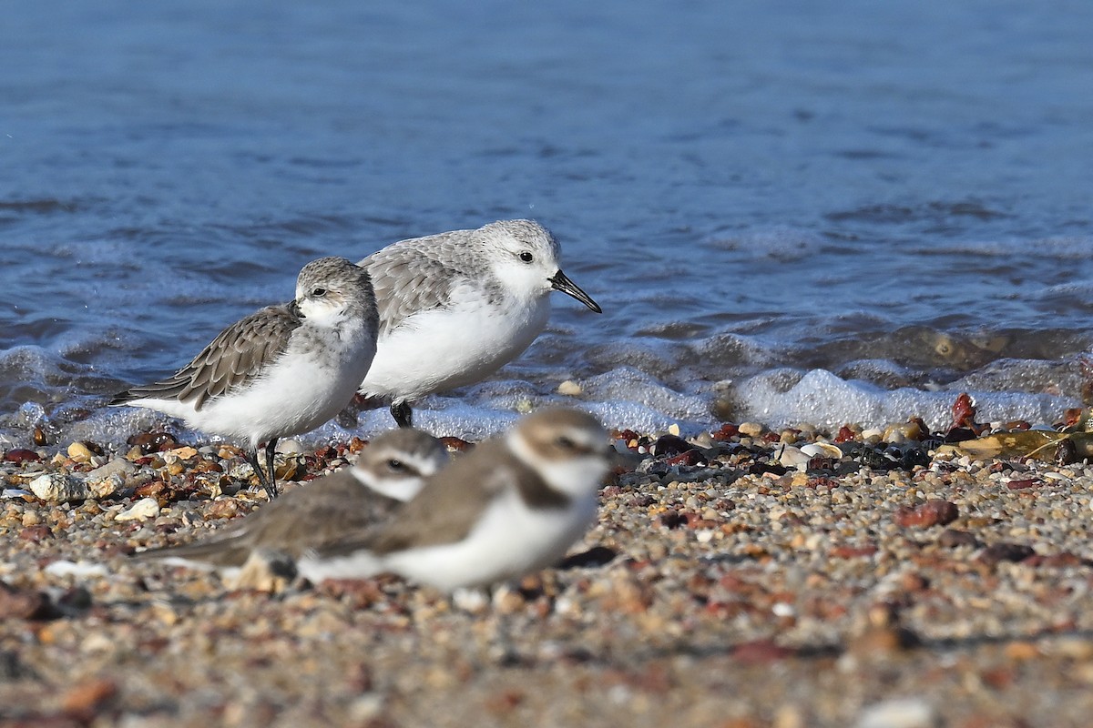 Sanderling - ML624582578