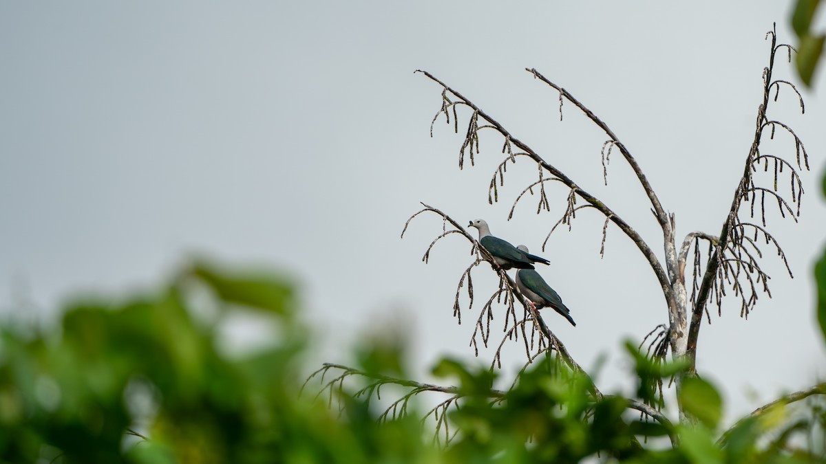 Pacific Imperial-Pigeon - ML624582588