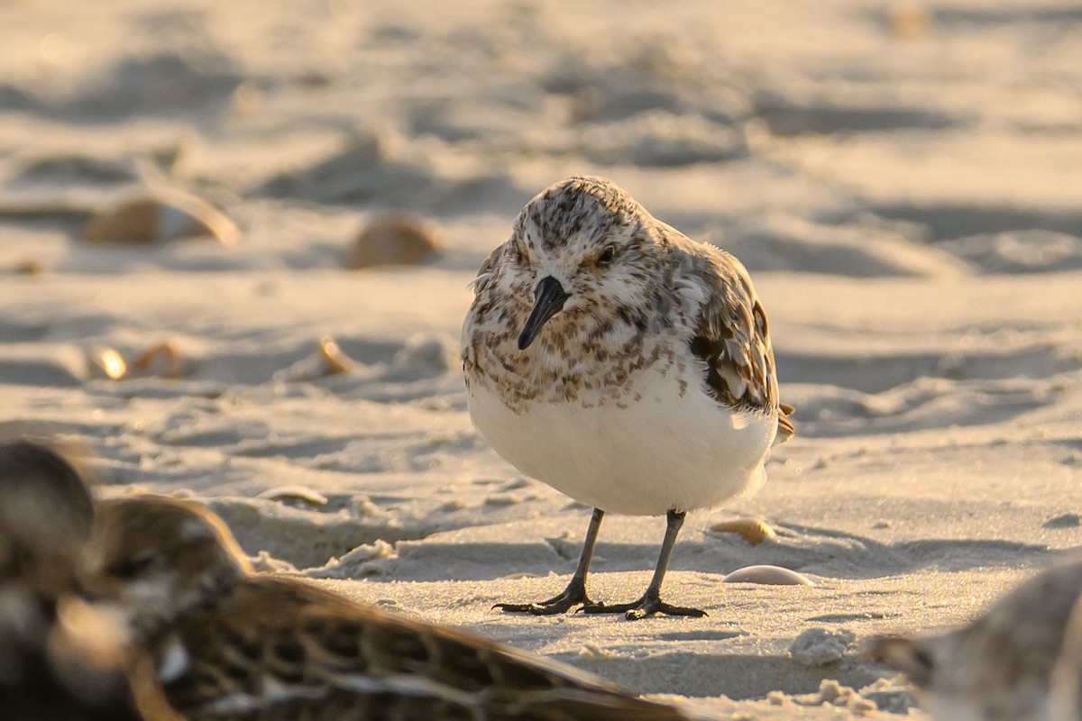 Sanderling - Christine Kozlosky