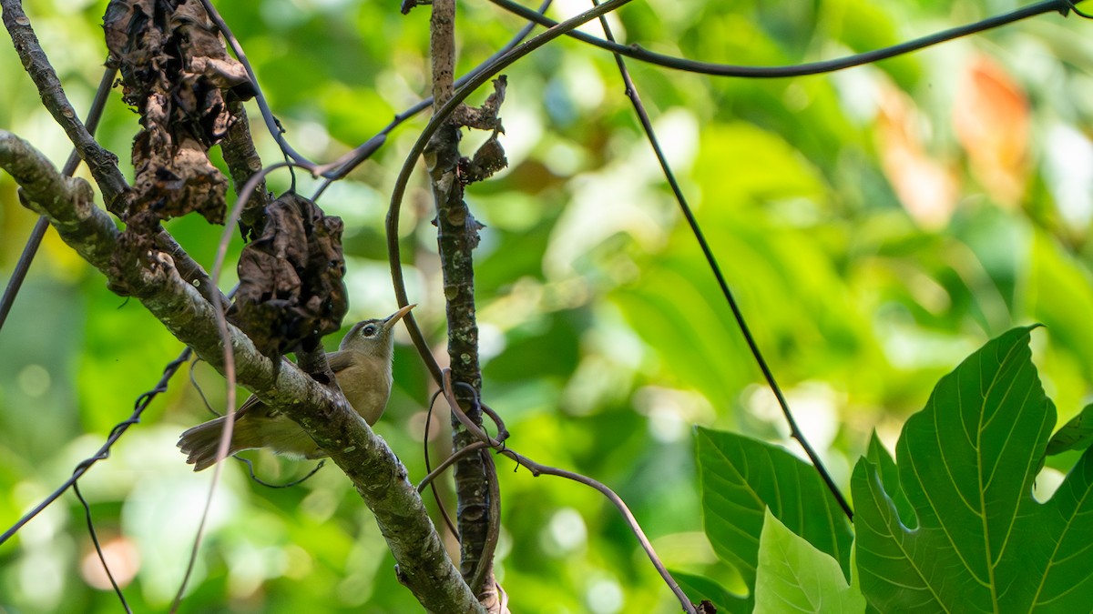 Sanford's White-eye - ML624582598