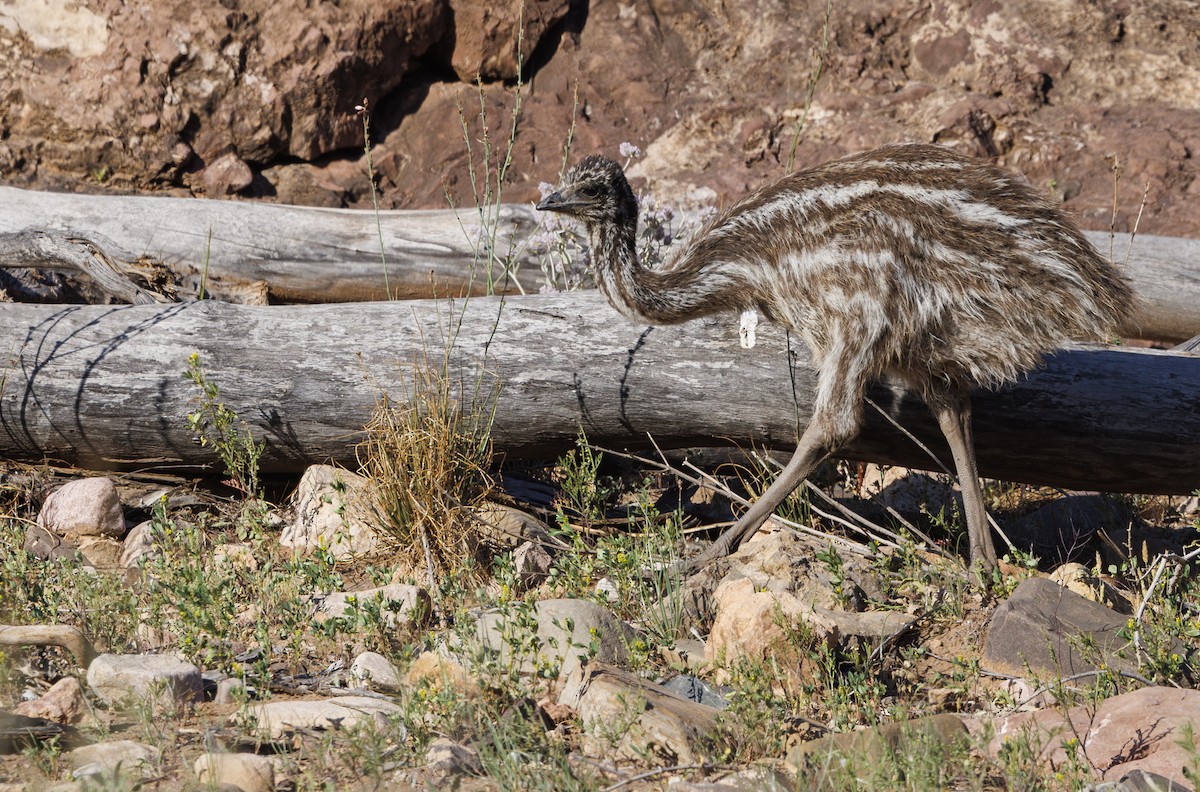 Emu - ML624582600